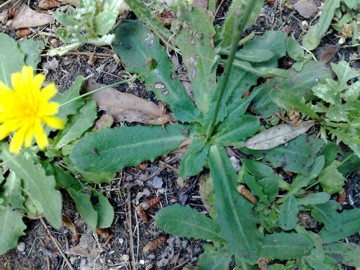 Hypochaeris radicata